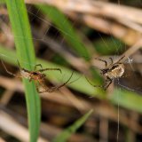 Ein Spinnenmännchen nähert sich vorsichtig dem Spinnenweibchen. Dieser Annäherungsversuch ohne Brautgeschenk kann für das Männchen schlecht ausgehen.