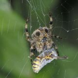 In dem großen, frei aufgehängten Netz werden besonders fliegende Insekten wie z.B. Wespen gefangen.