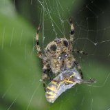 In dem großen, frei aufgehängten Netz werden besonders fliegende Insekten wie z.B. Wespen gefangen.