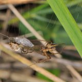 Wenn das Spinnen-Weibchen mit Nahrungsaufnahme beschäftigt ist, sind Annährungsversuche ungefährlicher.