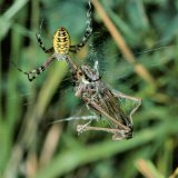 Die Wespenspinne fängt auch Beutetiere, die erheblich größer sind als sie selbst, wie hier eine Roesels Beißschrecke, eine häufige heimische Laubheuschrecke.