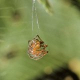 Auch bei den Herbstspinnen kommt das Männchen nicht immer mit dem Leben davon. Ein ungeschickter Freier kann auch als eingesponnener Nahrungsvorrat enden.