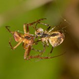Bei der Paarung der Herbstspinne nähert sich das Männchen dem Weibchen von dessen Bauchseite, um seinen Bulbus in die Epigyne des Weibchens einzuführen.