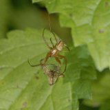 Da ein paarungsbereites Herbstspinnen-Weibchen oft mehrere Männchen gleichzeitig anlockt, kann der eingesponnene Vorgänger dem nachfolgenden Männchen als willkommenes Brautgeschenk dienen.