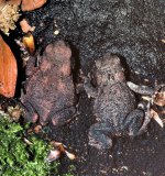 In den folgenden zwei Jahren wachsen die Jungkröten bis zu einer Größe von 6 cm heran. Die Männchen werden im Alter von 3 Jahren geschlechtsreif, die Weibchen mit 4 bis 5 Jahren.
