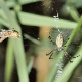 Bereits die jungen Wespenspinnen sind bei der Heuschreckenjagd erfolgreich.