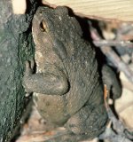 Tagsüber verstecken sich die erwachsenen Erdkröten häufig z.B. unter Baumstubben, Holzstapel, hohl aufliegender Rinde, Steinhaufen,
Komposthaufen oder in vorhandenen Erdlöchern. Meist sind sie nachtaktiv und gehen besonders
in feuchten Nächten auf Beutefang in ihrem individuellen Sommerquartier von ca. 100 m Durchmesser.