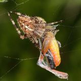 Auch springende Beutetiere wie Grashüpfer gehen der Gartenkreuzspinne ins Netz.