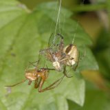 Das Spinnen-Männchen übergibt dem Weibchen sein exklusives Brautgeschenk.