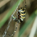 Auch Fliegen, wie die Goldfliege, werden auf der bodennahen Suche nach Blüten-Nahrung oder Kotresten für die Eiablage Opfer der Wespenspinne.