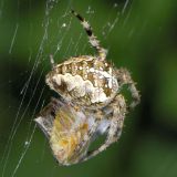 Zu den Beutetieren der Gartenkreuzspinne zählen auch Wanzen, wie hier eine rotbeinige Baumwanze.