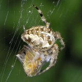 Zu den Beutetieren der Gartenkreuzspinne zählen auch Wanzen, wie hier eine rotbeinige Baumwanze.
