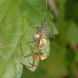 Während sich das Herbstspinnen-Weibchen mit dem Brautgeschenk beschäftigt, kann sich das Männchen dem Weibchen von hinten nähern und die Begattung durchführen.