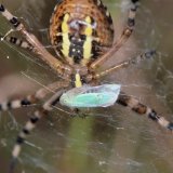 Die blaugürne Zwergzikade ist häufig in feuchten Gras- und Krautflächen zu finden. Hier wird sie als springend-fliegendes Insekt Opfer der mit ihr zusammenlebenden Wespenspinne.
