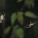 Bei der Balz der Gartenkreuzspinne nähert sich das kleinere langbeinige Männchen dem im Zentrum des Netzes sitzenden begattungsbereiten Weibchen und zieht dabei einen Begattungsfaden hinter sich her. Es zupft fortlaufend in einem artspezifischen Rhythmus an den Fäden Netzes.