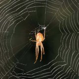 Im Frühjahr kann man zwischen April und Mai an Waldrändern eine Radnetzspinne finden, die der Herbstspinne sehr ähnlich sieht und ein entsprechendes Netz baut. Es handelt sich um die „kleine Herbstspinne“ Metellina mengei.