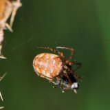 Die Kleine Herbstspinne ist nicht nur kleiner als die Gewöhnliche Herbstspinne, sondern auch bunter und kontrastreicher gezeichnet und erheblich seltener.