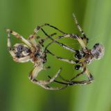 Das Weibchen erkennt das richtige Zupfmuster eines Männchens und kommt dann diesem entgegen.