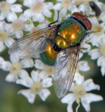 Krötengoldfliege Lucilia bufonivora gehört neben mehreren, im Freiland nur schwer unterscheidbaren, grünlich-gold glänzenden Fliegen zur Gattung der
Goldfliegen (Lucilia) aus der Familie der Schmeißfliegen. Der ektoparasitische Befall von lebenden Wirbeltieren durch Fliegen wird „Myiasis“
(Fliegenmadenkrankheit) genannt.