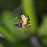 Eine Kleine Herbstspinne mit einer Haarmücke als Beute.