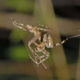 Schließlich begattet das Männchen das Weibchen, indem es dieses mit seinen Vorderbeinen umklammert und sein mit Spermien gefülltes Begattungsorgan, den Bulbus, in das passförmige Begattungsorgan des Weibchens, die Epigyne, einführt und verhakt.