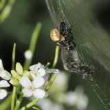 Die im Frühjahr häufigen Haarmücken, auch Märzfliegen genannt, sind als schlechte Flieger eine leichte Beute der Kleinen Herbstspinne.