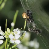 Die im Frühjahr häufigen Haarmücken, auch Märzfliegen genannt, sind als schlechte Flieger eine leichte Beute der Kleinen Herbstspinne.