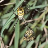 Wespenspinnen fangen als Beute auch andere Spinnen, selbst die zu nahe gekommene Nachbarin.