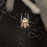 Junge Kreuzspinnen findet man bereits im Frühjahr.