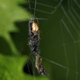Diese Kleine Herbstspinne hat ein Paar der Haarmücken gefangen.