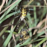 Kannibalismus ist bei vielen Spinnen, auch bei  der Wespenspinne verbreitet.