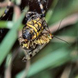 Beutetiere, die zur Proviantierung im Netz aufgehängt sind, locken kleptomanische Skorpionsfliegen an. Diese nicht mit den echten Fliegen verwandten heimischen Insekten hängen sich in den nicht klebenden Bereich der Spinnennetze und fressen von dem Spinnenproviant, ohne selbst von der Spinne belästigt oder gefangen zu werden. Der genaue Grund hierfür ist noch nicht bekannt.