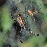 Vor der Paarung wartet das Spinnenmännchen auf der dem Weibchen gegenüber liegenden Seite des Netzes.