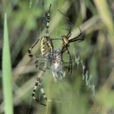 Das Spinnenmännchen wartet, bis das Weibchen paarungsbereit ist.
