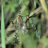 Das Spinnenmännchen wartet, bis das Weibchen paarungsbereit ist.