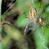 Öfters versammeln sich mehrere Spinnenmännchen am Netz eines Spinnenweibchens