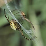 Durch sein Werbeverhalten versetzt das Männchen das Weibchen in einen Lethargie-Zustand.
