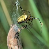 In der Paarungs-Lethargie hebt das Weibchen seinen Körper an und das Männchen kann unter das Weichen klettern.