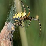 Unter dem Weibchen hängend kann das Männchen seine Begattungstaster in das Weibchen einführen. Kurz danach erwacht das Weibchen aus seiner Lethargie und verspeist meist das Männchen als Beute.