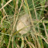 Nach dem Heranreifen der Eier baut das Wespenspinnen-Weibchen einen krugförmigen Eikokon, in den die Eier abgelegt und in mehreren Lagen verpackt werden. Dazu benutzt die Spinne andere Seidenfäden als für das Netz. Außen werden dunkle Längsstreifen aus spezieller Spinnenseide aufgetragen.