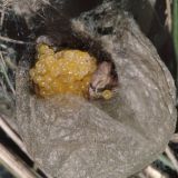 Das Eipaket im Kokon enthält mehrere hundert gelbliche Eier.