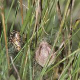 Nach einiger Zeit am Eikokon stirbt das Spinnenweibchen.