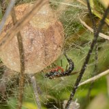 Die Schlupfwespe klettert durch das Gewirr der Befestigungsfäden, sticht mit ihrem Legestachel den Eikokon an und legt ihre Eier zu den Spinneneiern. Nach einiger Zeit schlüpfen die Wespenlarven und leben von den Spinneneiern. Ein erheblicher Teil der Eikokons ist durch Schlupfwespen parasitiert.