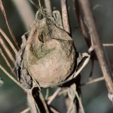 Die Außenhülle des Eikokons aus mehreren Lagen unterschiedlicher Spinnenseiden-Fäden ist sehr stapazierfähig.