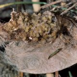 Im Eikokon entwickeln sich bis Mai des folgenden Jahres Spinnenlarven. Die Jungspinnen schlüpfen ab Ende Mai.