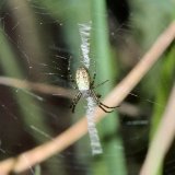 Junges subadultes Weibchen in seinem Netz im Juni. Die kleinen gedrungenen Jungspinnen zeigen noch nicht die typische wespenähnliche Färbung, bauen jedoch schon Netze mit Stabiliment.