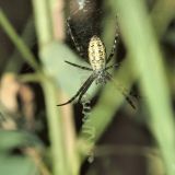 Im Juli zeigen die subadulten Weibchen ein erstes farbiges Muster mit gelblichen Flecken.