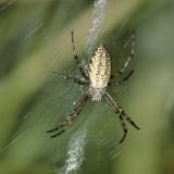 Kurz vor der Geschlechtsreife bildet sich am Hinterleib das Ringmuster aus, welches aber noch farblich kontrastarm ist.