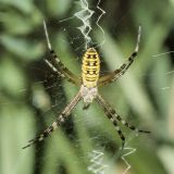 Bereits die noch nicht voll ausgewachsenen Weibchen sind paarungsbereit.