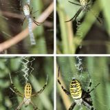 Beim Vergleich der Entwicklungsstadien erkennt man deutlich die Größenzunahme und Farbmuster-Veränderung.